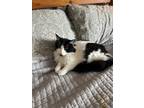 Adopt Mandy a Domestic Medium Hair