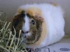 Adopt LILAH a Guinea Pig