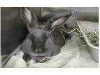 Adopt DIANA a Bunny Rabbit