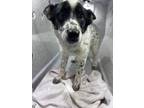 Adopt Shiloh a Australian Cattle Dog / Blue Heeler