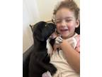 Adopt Edith (Emmie's Litter) a Pit Bull Terrier