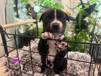 Adopt Edith (Emmie's Litter) a Pit Bull Terrier