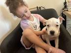 Adopt Etta (Emmie's Litter) a Pit Bull Terrier