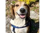 Adopt Luna a Treeing Walker Coonhound