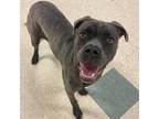 Adopt Suzy Q a Cane Corso