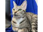 Adopt Honeydew a Domestic Short Hair