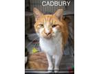 Adopt Cadbury (FCID# 03/20/2024 - 89 Christiana PS) C a Tabby