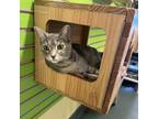 Adopt Cosita a Domestic Short Hair