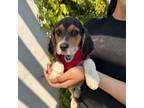 Beagle Puppy for sale in Costa Mesa, CA, USA