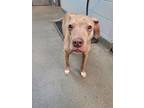 Adopt MOLLY a Mixed Breed