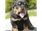 Rottweiler Puppy for sale in Middletown, NY, USA