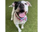 Adopt Diamond a American Staffordshire Terrier