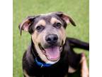 Adopt Sheba a Mixed Breed