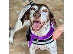 Adopt Mocha a German Shorthaired Pointer