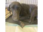 Adopt Lulu a German Shorthaired Pointer, Weimaraner