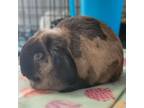 Adopt Contessa a Mini Lop