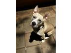 Adopt Enola a Mixed Breed