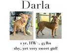 Adopt Darla a Mixed Breed