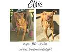 Adopt Elsie a Mixed Breed