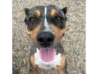 Adopt NABISCO a Staffordshire Bull Terrier, Mixed Breed