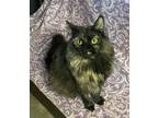 Adopt Diana a Domestic Long Hair, Domestic Short Hair