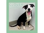 Adopt Clover a Labrador Retriever, Hound