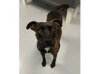 Adopt Diamond a Pit Bull Terrier