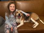 Adopt Beth a American Foxhound