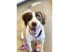 Adopt Lady a Pointer