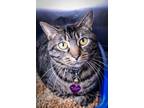 Adopt Teagereo a Domestic Short Hair