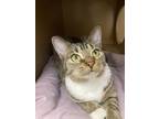 Adopt Linda and Tigger * a Domestic Short Hair