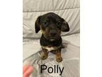 Adopt Polly a Rottweiler