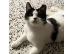 Adopt Pancake a Domestic Short Hair