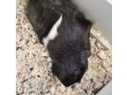 Adopt Oreo 2 a Guinea Pig