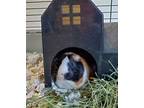 Adopt Cupcake a Guinea Pig