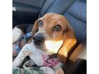 Adopt Nanny St. Mary a Beagle