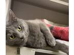 Adopt Bluebell a Russian Blue, Domestic Short Hair