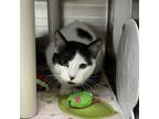 Adopt Nory a Domestic Short Hair