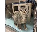 Adopt Smudge a Domestic Short Hair