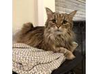 Adopt Marley a Maine Coon, Domestic Long Hair