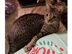 Adopt Lylli a Tabby