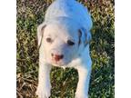 Dalmatian Puppy for sale in Canton, TX, USA