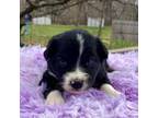 Mutt Puppy for sale in Pillager, MN, USA