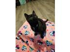 Adopt Kit / Kass a Domestic Short Hair