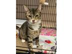 Adopt Chloe a Tabby