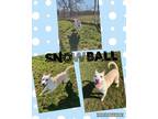 Adopt Snowball a Yellow Labrador Retriever