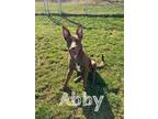 Adopt Abby a Chocolate Labrador Retriever, Husky