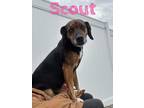 Adopt Scout a Hound