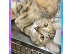 Adopt Jello a Torbie