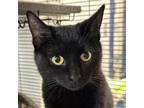 Adopt Bunny a Domestic Short Hair